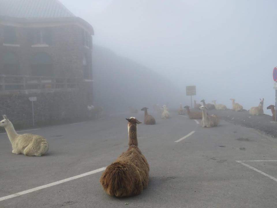 The alpacalypse has begun. Paca your bags.