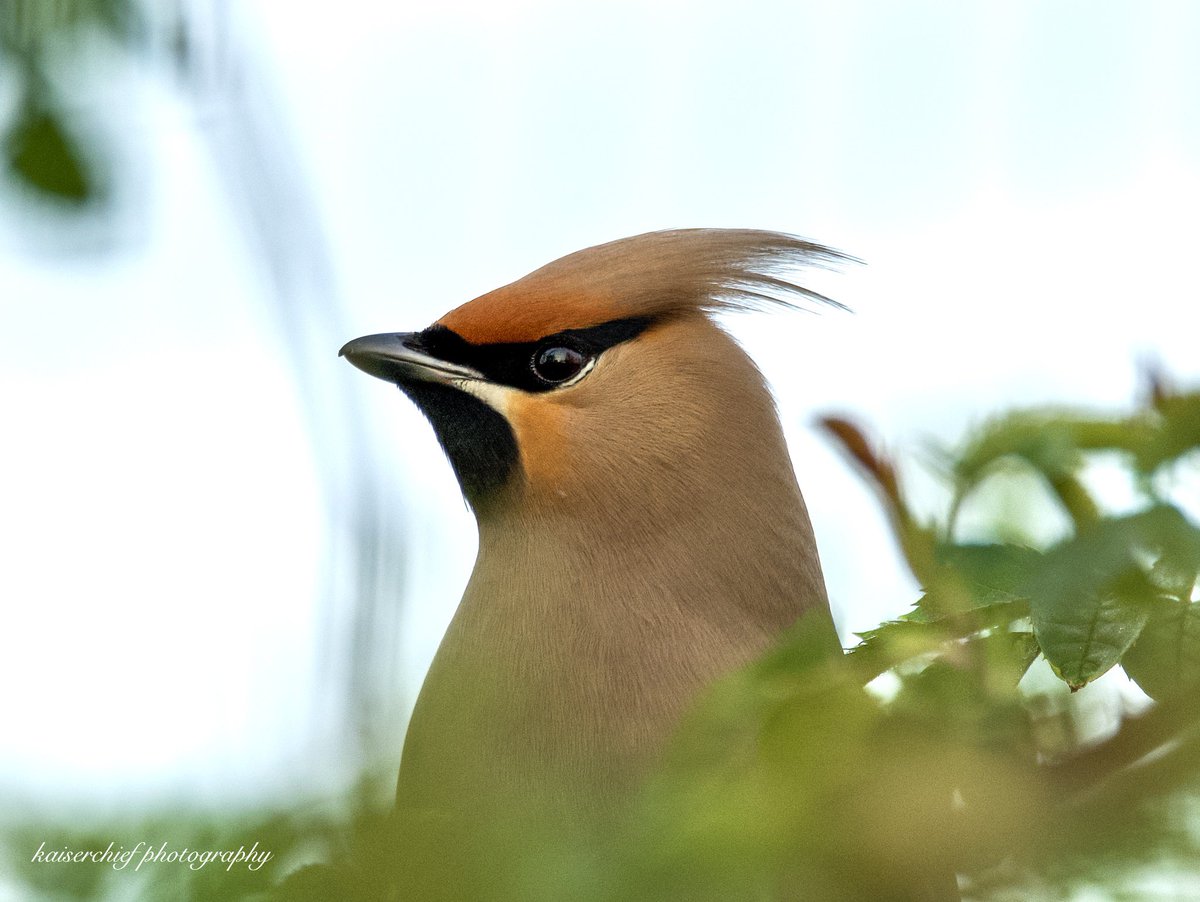 More Waxwings!!!
The Biggleswade 10!