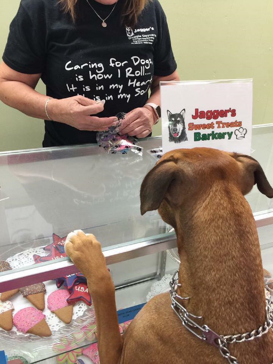 Nothing but paws-itive vibes on #NationalPetDay! 🐶🐾🐱 Today, we’re celebrating the thousands of pet-related businesses across America like Mount Vernon, Illinois-based Jagger’s Doggie Daycare that provide products & services for our four-legged friends. sba.gov/success-story/…