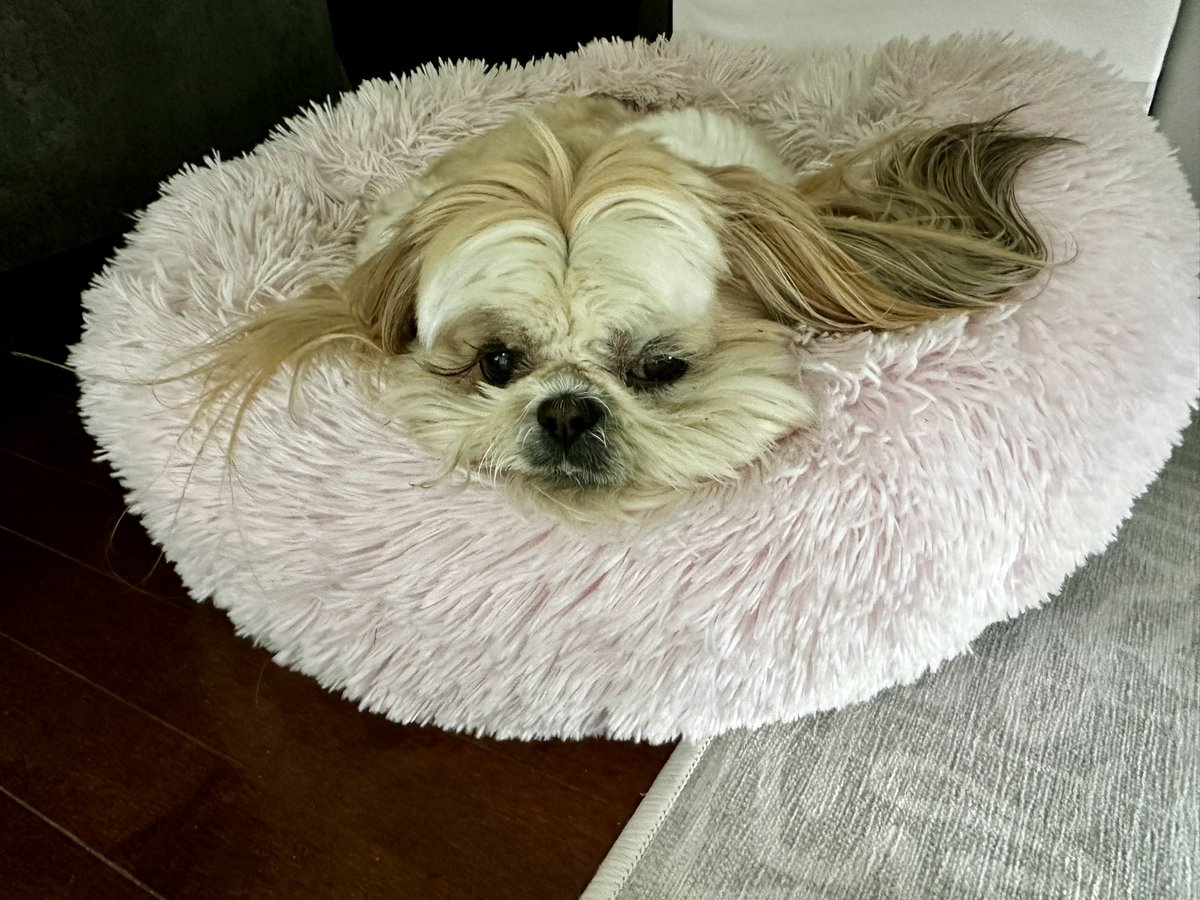 Thursday feels 💕
#PinkFloofyBed #DogsofX