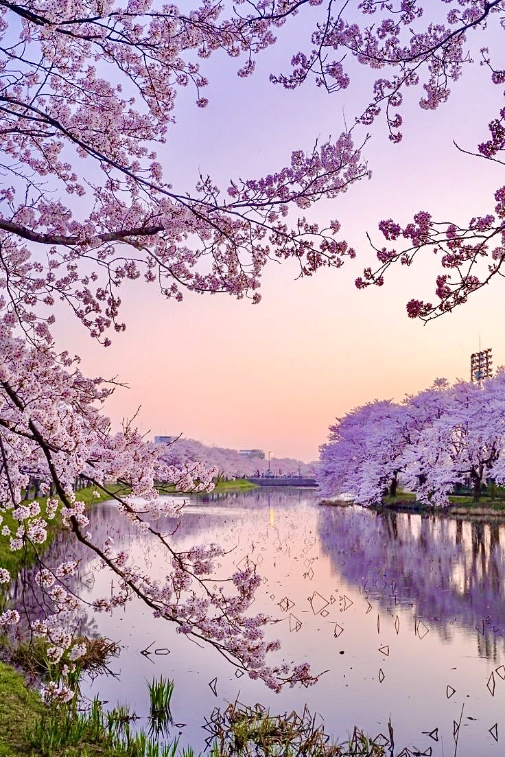 『高田城址公園』『朝焼け』新潟県 日本🇯🇵🗾🌅🌸🌸🌸🌿💧💦🩵🧡𓈒 𓂂𓏸