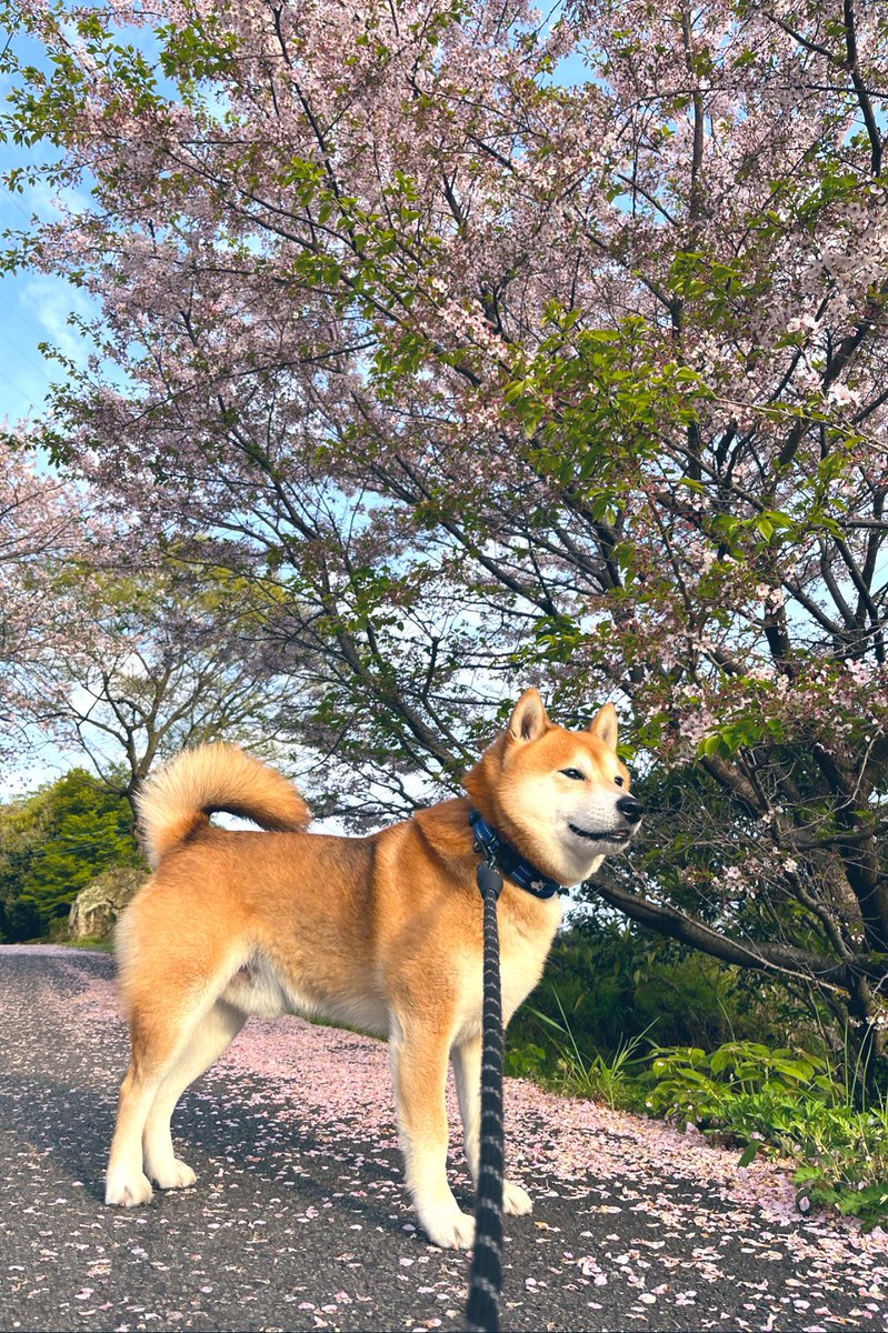 桜舞い散る🌸