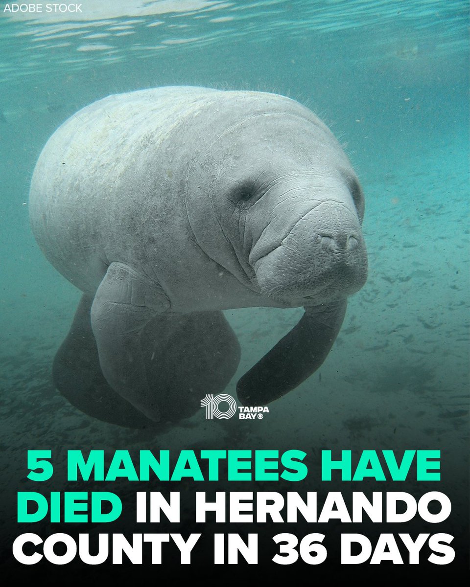 💔 Five manatees have turned up dead in just 36 days along the Mud River in Spring Hill. A newly-obtained reports revealed what's happening: wtsp.com/article/news/l…