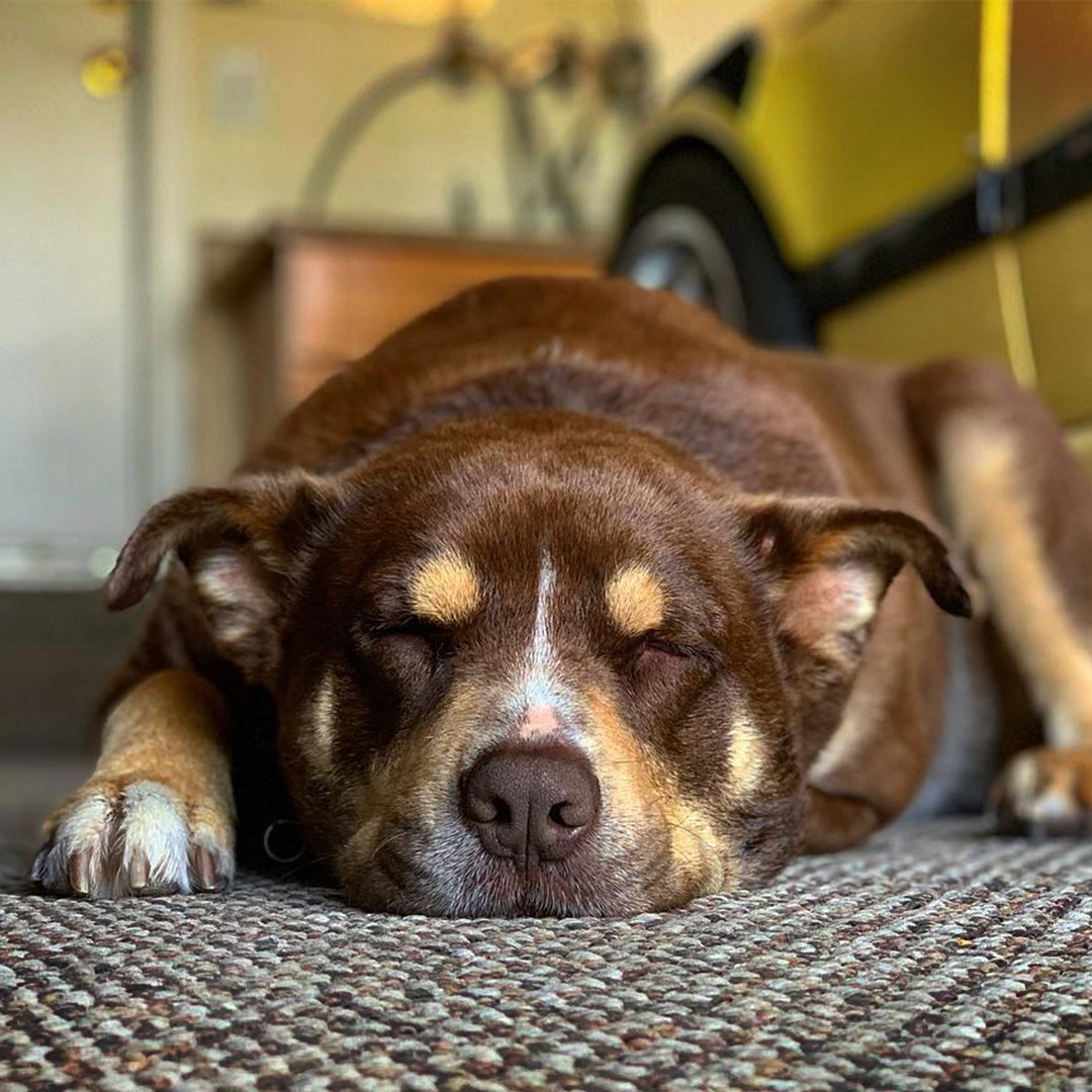 Everyone sleeps better knowing they’re on #Ventus tires. 🐶💤 Happy #NationalPetDay 📸: Ariyan K.