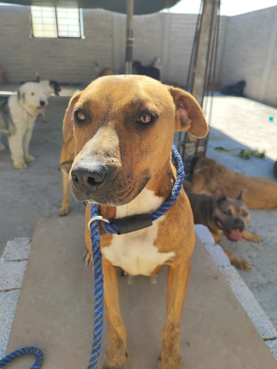 tochtlimon's tweet image. ¿Me ayudan a compartir? Ella es Ámbar, una wera súper cariñosa (en verdad, de las más adorables que he conocido). La rescaté hace unos meses de la calle, donde tuvo a sus cachorros, en #Ecatepec Desde entonces vive en una pensión, pero buscamos una familia que le de hogar...