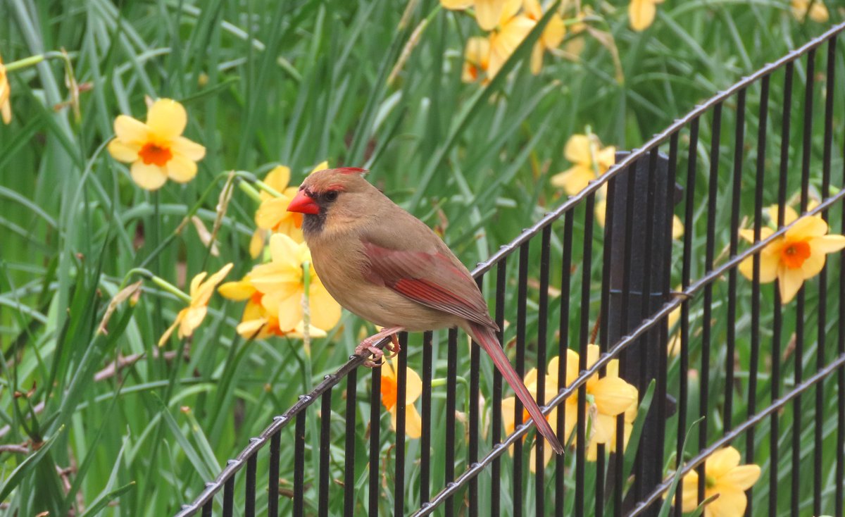 The female northern cardinal was near The Bonnefont (Fort Tryon Park).
@BirdCentralPark
#birdcpp