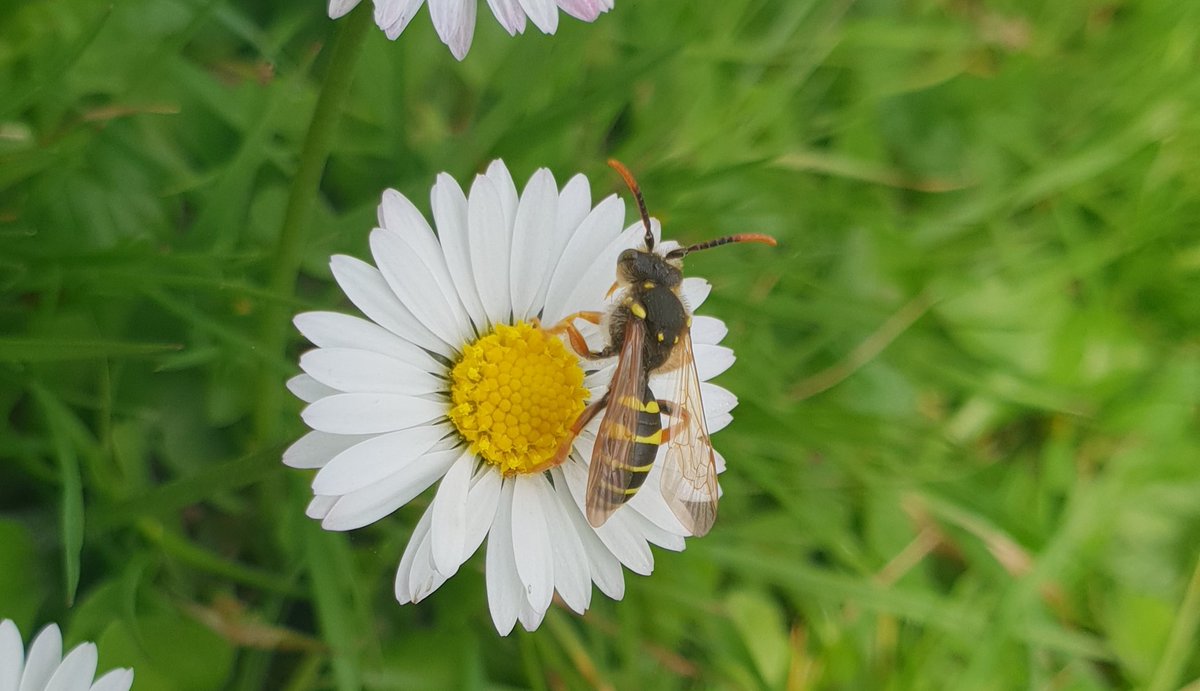 Cuckoo bee Nomada goodeniana in Calverley Grounds
