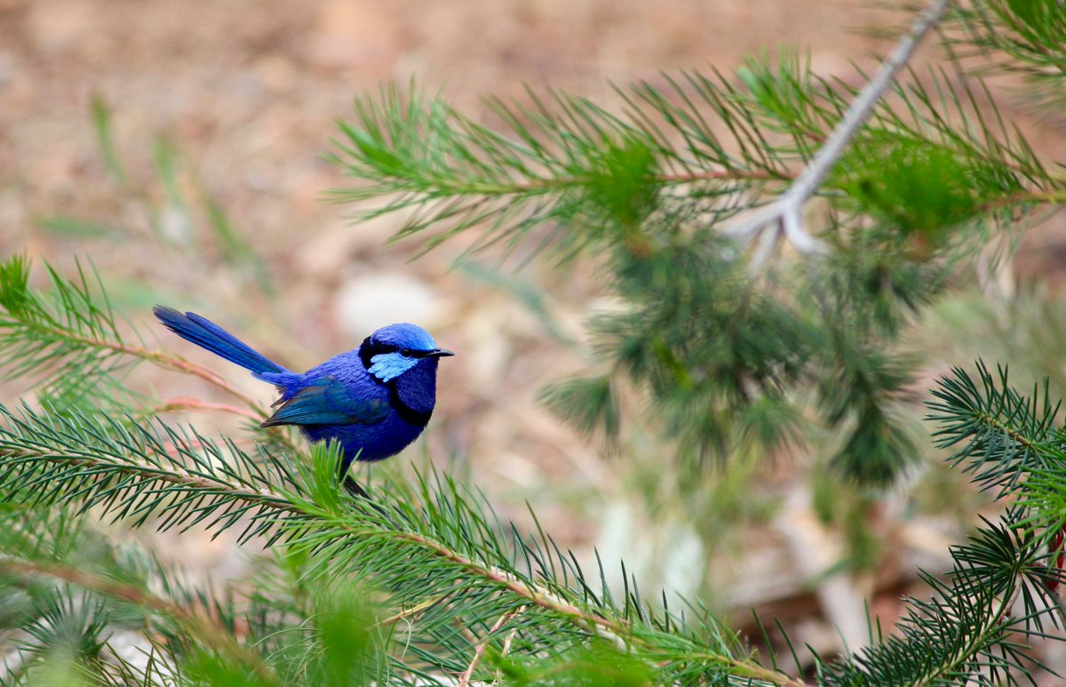 A beautiful splendid fairywren perched on a branch! These little songbirds are native to Australia and New Guinea and come in a variety of colors. #NaturePhotography #birds #Australia 🐦🇦🇺