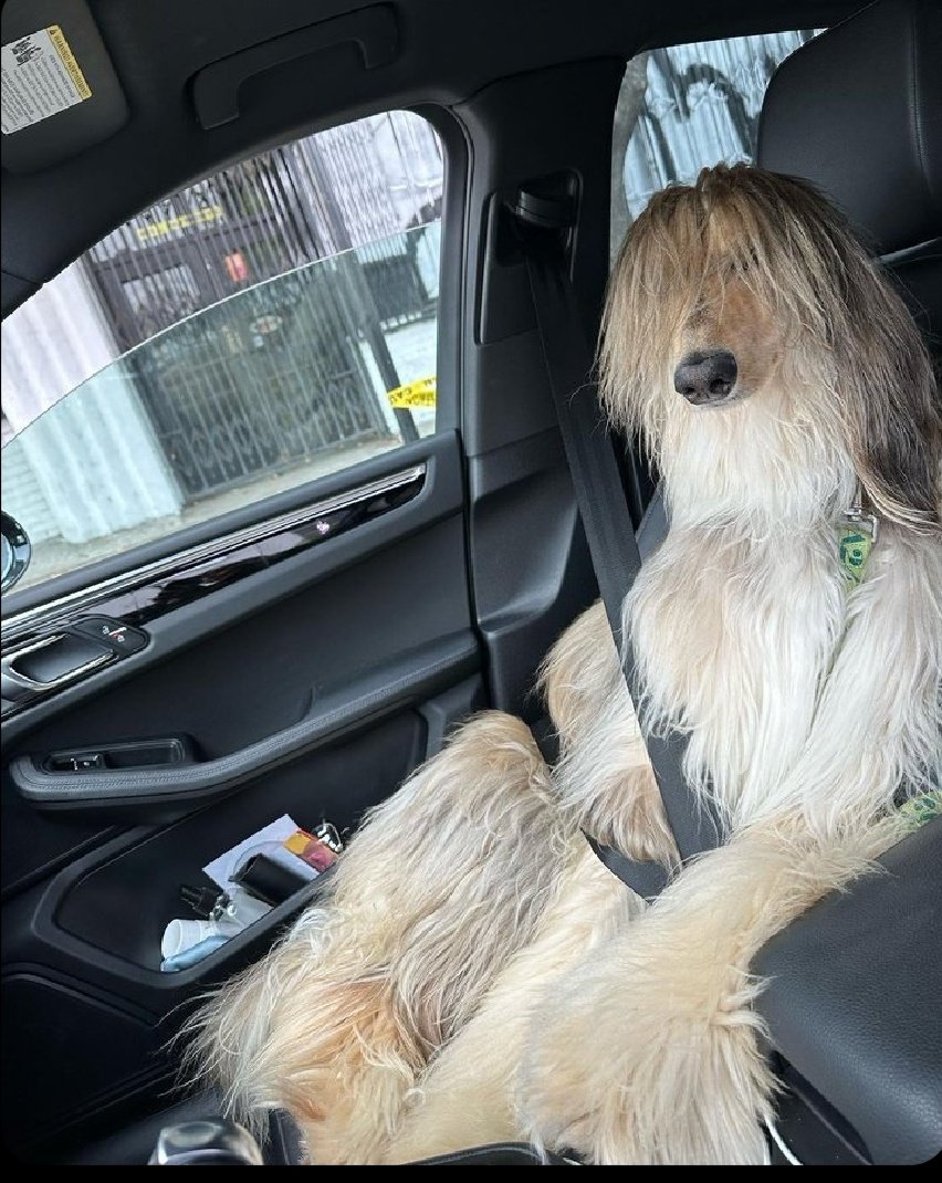 JonyOps3's tweet image. Muchas veces toca ser este perro y parcharse pq que mas