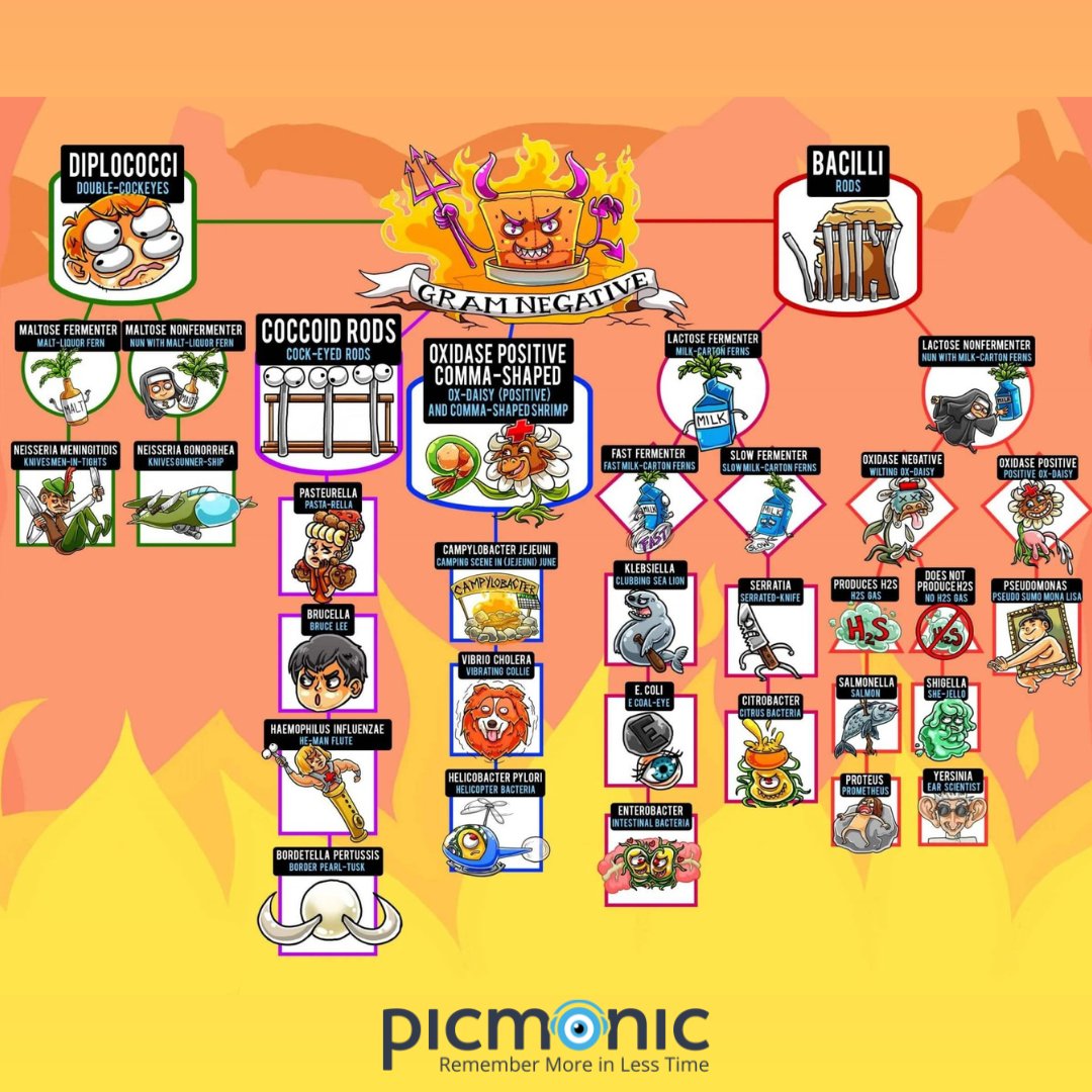 Check out this Picmonic infographic tree describing the taxonomy of Gram Negative bacteria! #gramnegative #bacteria #medicine #microbiology #nursing #medstudent #medschool #nursingstudent #nursingschool #healthcare #healthcarestudent #picmonic