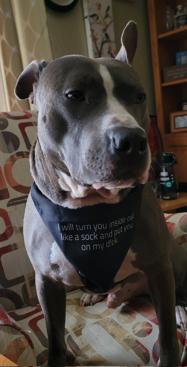 I got a bandana for Mamuka (my dog) with this legendary quote from his namesake @Mamulashvili_M. I'm also going to mark this occasion by donating to the @georgian_legion UAV antenna fundraiser, and I encourage you to do the same. @help_mgeli