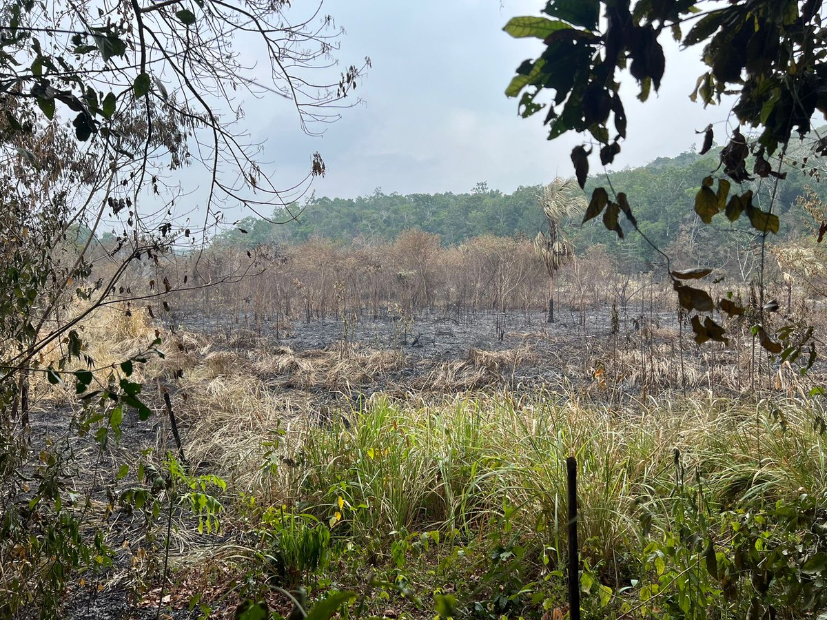 El año pasado se recuperó un área usurpada dentro del Parque Nacional Yaxha - Nakum - Naranjo, área de pastizales actualmente, pero éste fue prendido en llamas por personas desconocidas. El área afectada es de 20 hectáreas aproximadamente en el sector suroreste del Parque. 🔽