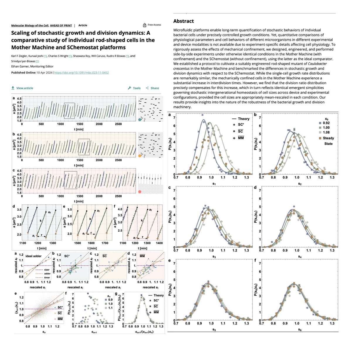 Purdue Physics&Astro (@purduephysastro) on Twitter photo Scaling of stochastic growth & division dynamics: A comparative study of individual rod-shaped cells in the Mother Machine and SChemostat platforms
Now in MBoC: doi.org/10.1091/mbc.E2β¦
Co-led by Ferdinand Ziegler, Kunaal Joshi & Charlie Wright from <a href="/IyerBiswas/">Srividya Iyer-Biswas</a> lab.
<a href="/PurdueBME/">Purdue Weldon School of Biomedical Engineering</a> Scaling of stochastic growth & division dynamics: A comparative study of individual rod-shaped cells in the Mother Machine and SChemostat platforms
Now in MBoC: doi.org/10.1091/mbc.E2β¦
Co-led by Ferdinand Ziegler, Kunaal Joshi & Charlie Wright from <a href="/IyerBiswas/">Srividya Iyer-Biswas</a> lab.
<a href="/PurdueBME/">Purdue Weldon School of Biomedical Engineering</a>