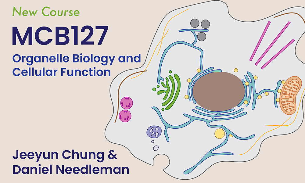 New Course MCB 127 “Organelle Biology and Cellular Function” Will Launch in Fall 2024 @JeeyunC @RachelleGaudet mcb.harvard.edu/department/new…