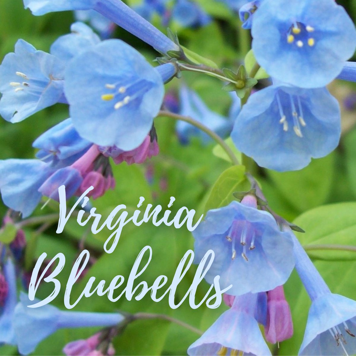 Happy Native Plant Month! There are lots of native plants to see in Cincy Parks, including Virginia bluebells. These bluish-purple flowers are true spring ephemerals that are innately tied to deciduous forests in eastern US. They support local insects like bees & butterflies.