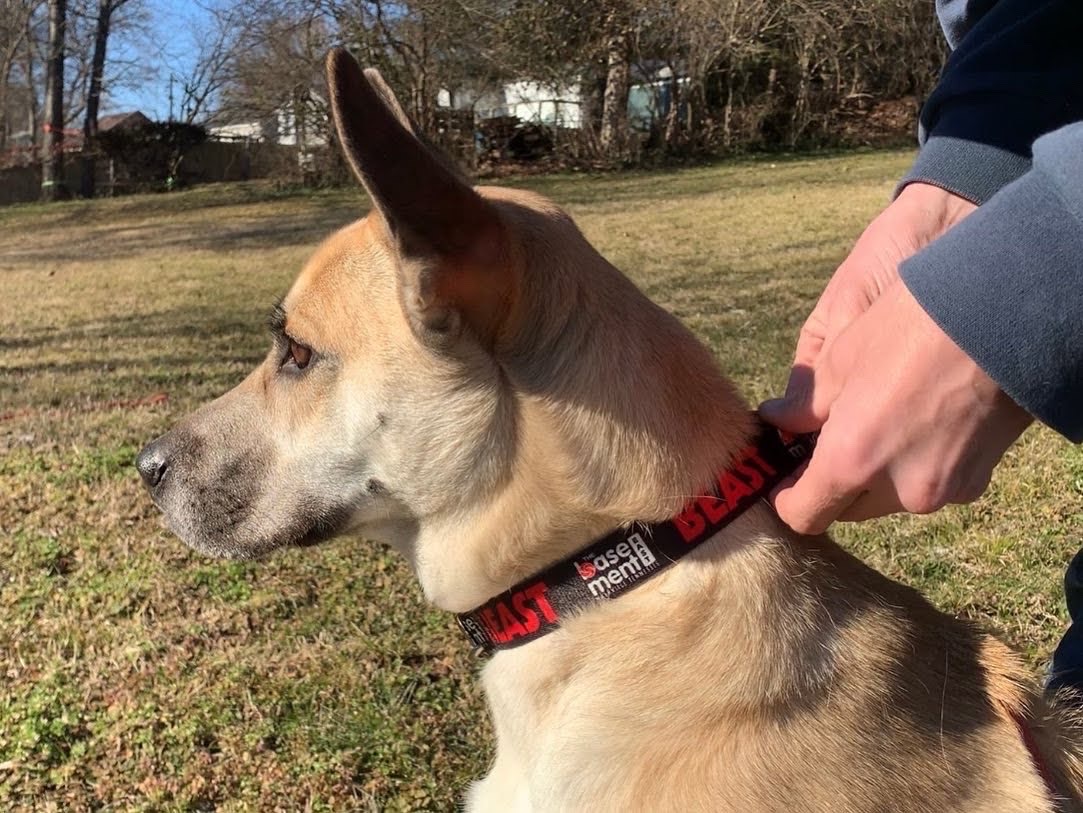 We at The Basement East are fans of any pet holidays. Today is National Pet Day! Take a look at all of our FUR-ociously cute models in the Beast dog collar, and treat your fur baby so they can be just as cool as these doggos. thebasement.manheadmerch.com/products/dog-c…