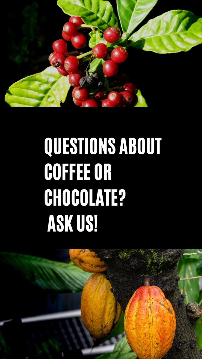 Cru Chocolate tweet media