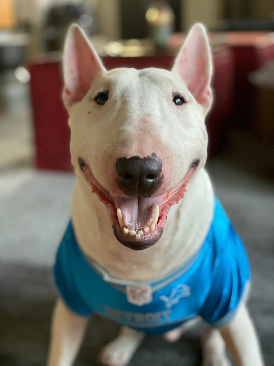 dpwallace's tweet photo. @lions #NationalPetDay https://t.co/HTSu4e89CJ
