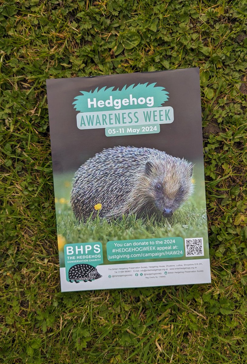 I forget this most years so I'm calling it early for 2024 😁 Put it in your Calendar and make lots of noise about Hedgehog Conservation during the above dates please 🙏🦔✅ #hedgehogawarenessday #wildhedgehog