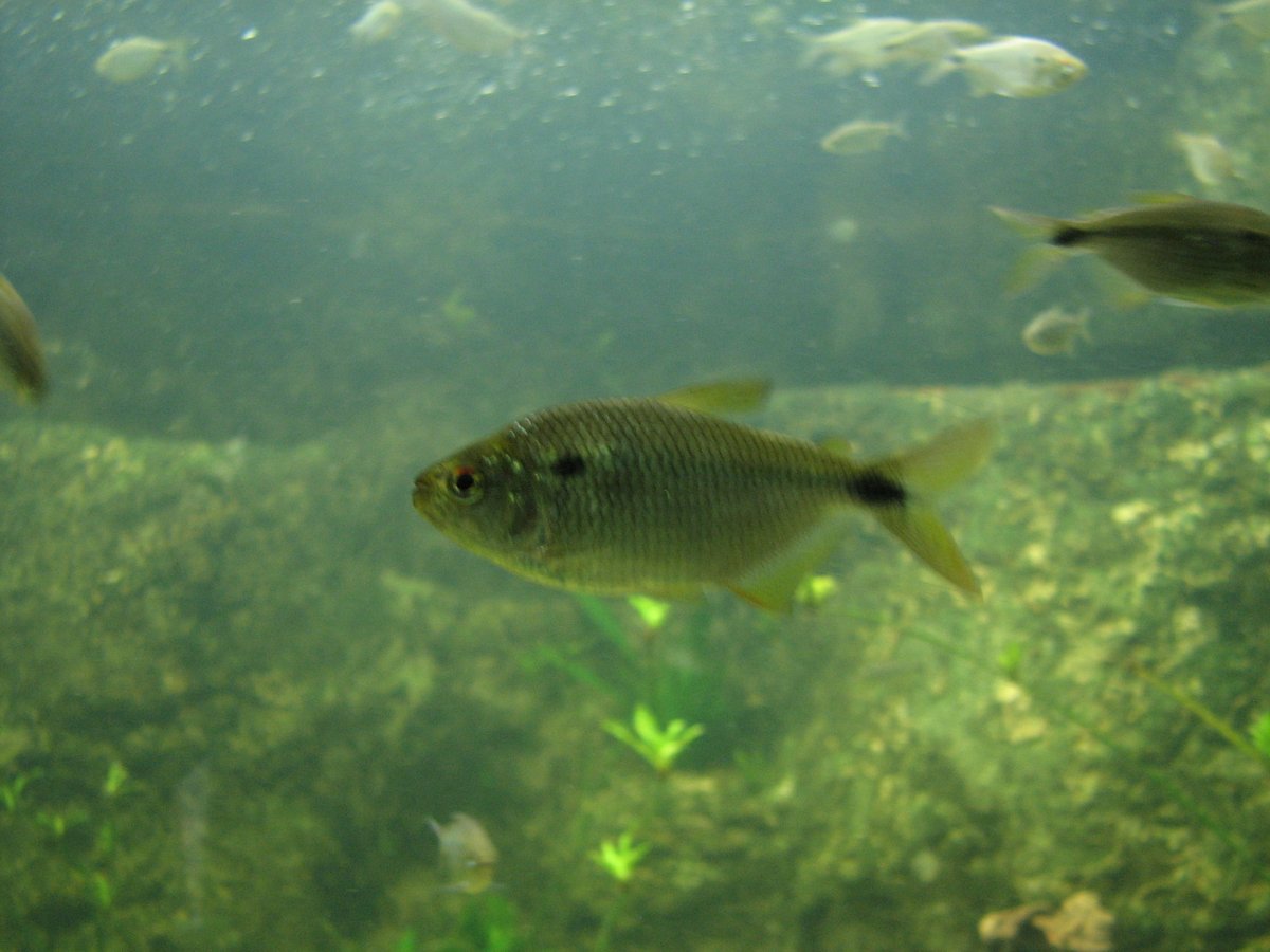 calimecita's tweet photo. Astyanax janeiroensis es una mojarrita do Brasil.
Hermosas, no?
#Taxojueves de #Characiformes https://t.co/JBiPL4cIH4