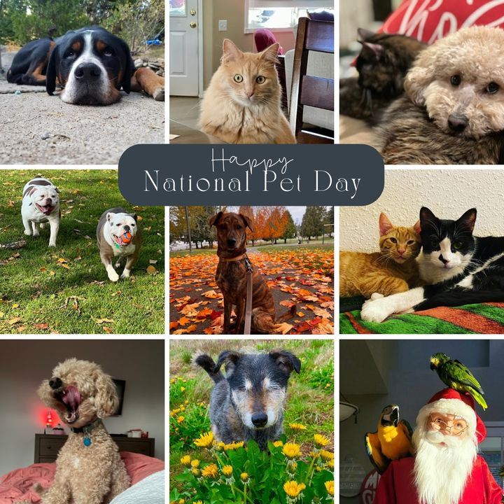 🐾 Happy #NationalPetDay from all of us at Northwest Kidney Centers! We're celebrating the joy our #furryfriends bring into our lives, & we want to share that happiness with you! Take a peek at some adorable photos of our staff's beloved pets. #FurFamily #kidneycommunity