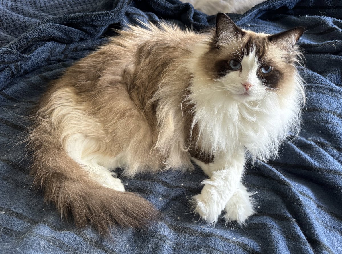Merlin always has to sit/nap on the hoomans dressing gown if it is on the bed #CatsOfTwitter #ragdollcats