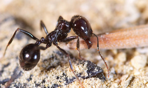 If they were the size of an adult human, black ants could travel at the speed of sound. #animalfacts #nature #ants #sonicboom