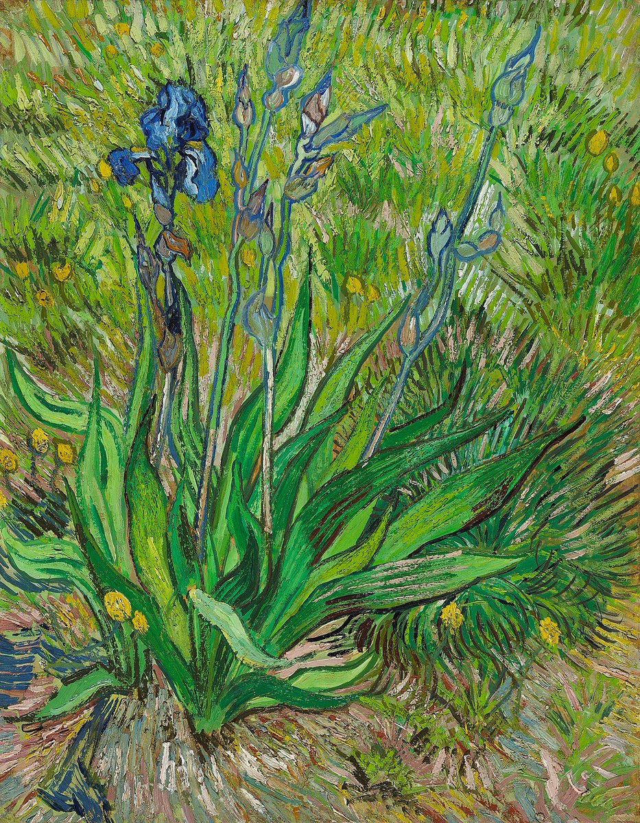 The Iris May 1889, Saint-Rémy