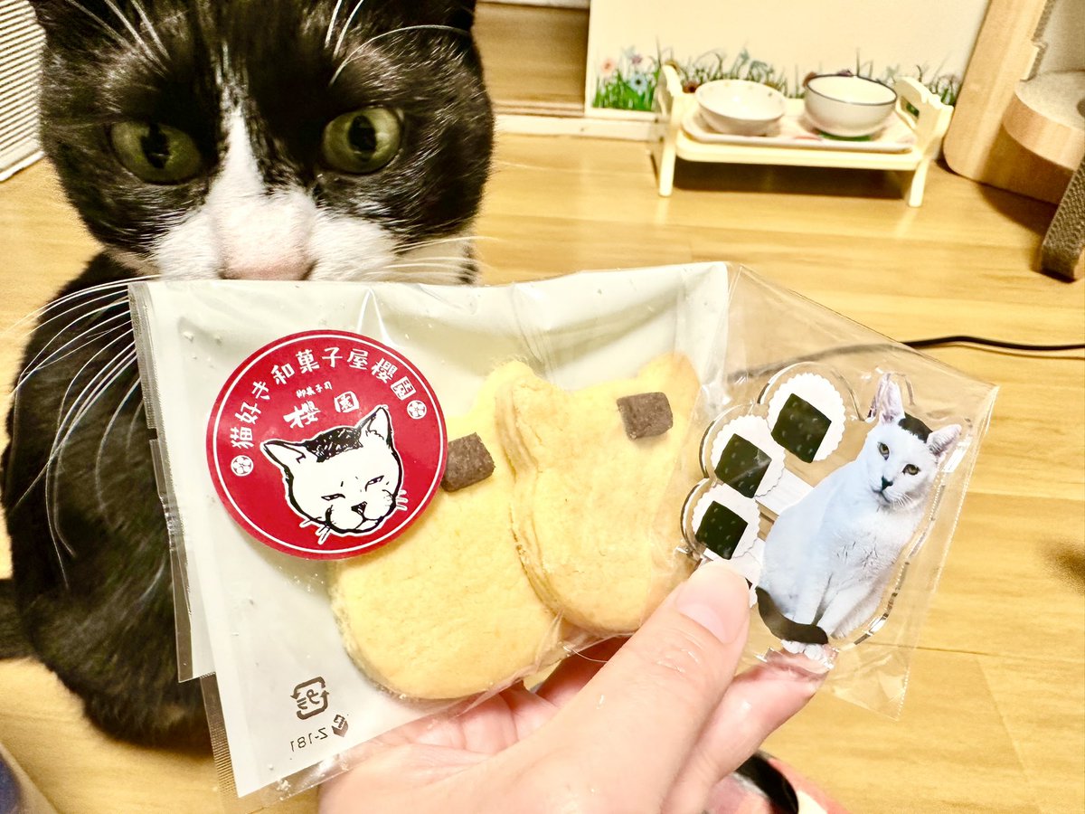 おはよう🌞 あなたは誰なの？🎀 #櫻園 さんから #磯辺海苔男アクスタ と保護猫活動に支援できるクッキーをお取り寄せしたよ🙌 昨日、細川たかしさんが会いに行って話題になってたね🤭