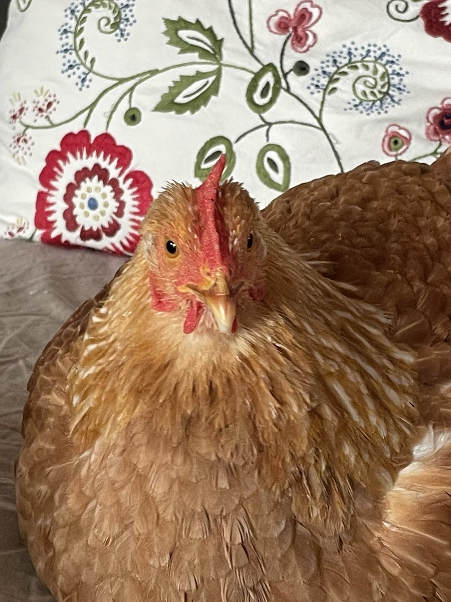 Laura Mac🐹 tweet media