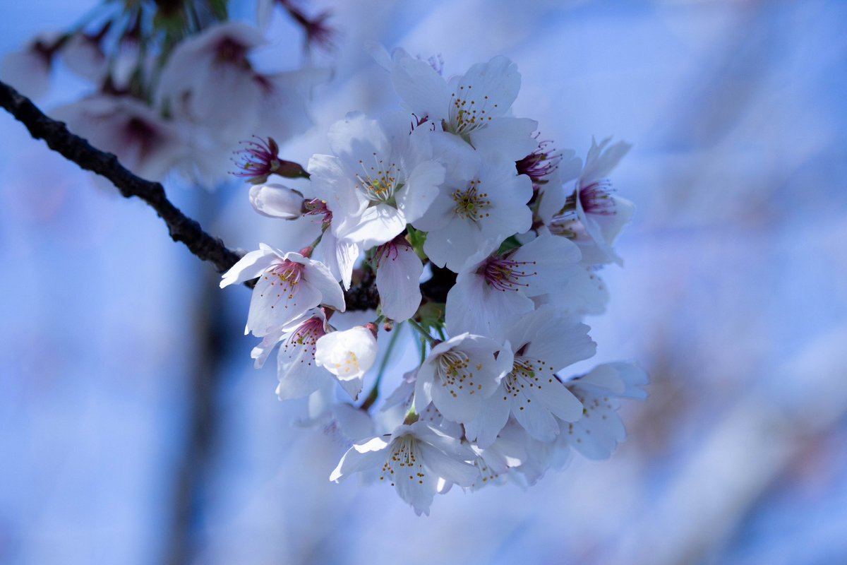 おはようございます
週末は気温が上がりそうですね
今日もよい一日を
#haveAgoodday #桜