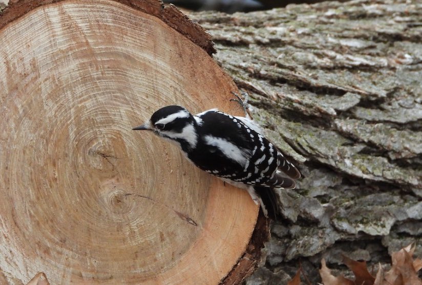 @wiscobirder @bird_collective My North American favourite is the delicate Downy Woodpecker. I photographed this one recently while visiting Massachusetts.