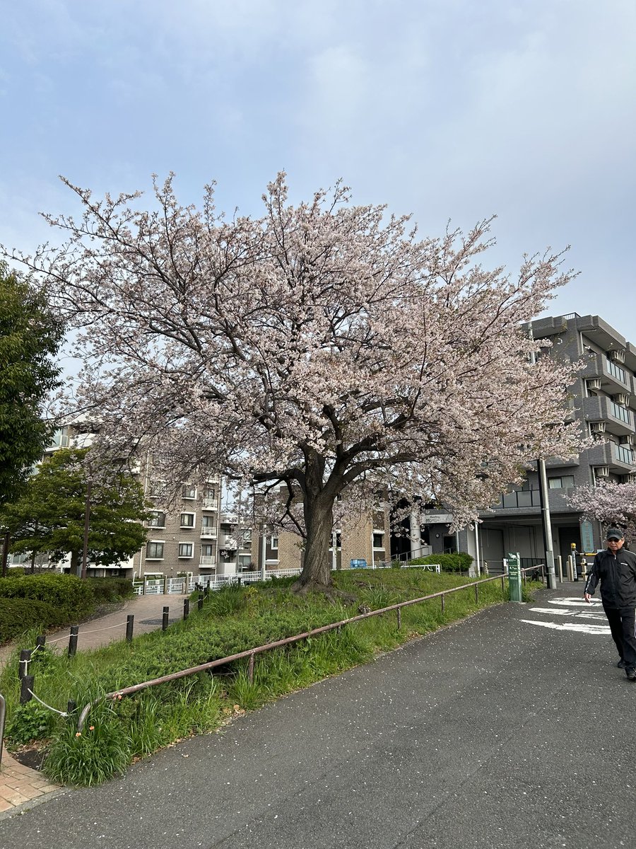 NambaYieyohto's tweet photo. 鶴見川沿いの桜は三ツ池公園よりは残っている感じ♪
なんとか今週の金さんメニューをクリア!
TGIF! 今夜はビール飲もう🍻
#ボディメンテランニグサロン
#BMRS
#朝ラン
#花見ラン
#run4beer https://t.co/8ellJ5f4aG