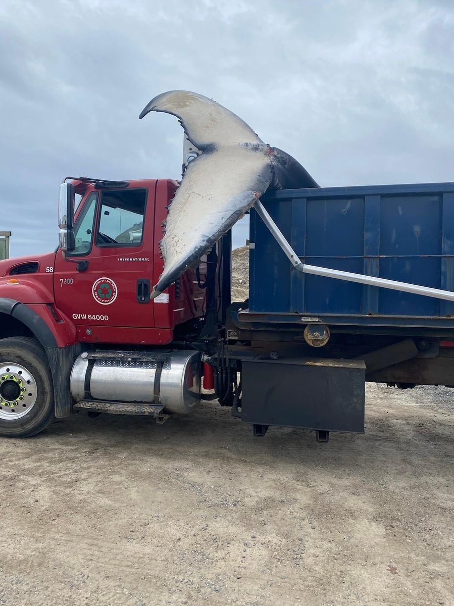 Hopefully, DPW dumped the whale carcass on Gov Murphy’s front lawn as a reminder of what’s been happening down the shore. (Photo credit: Denise Boccia) @mtkblb @DomShow1210 @RobertKennedyJr @CapeMayWhale @cfact @Congressman_JVD @CleanOcean @jackciattarelli @JesseBWatters
