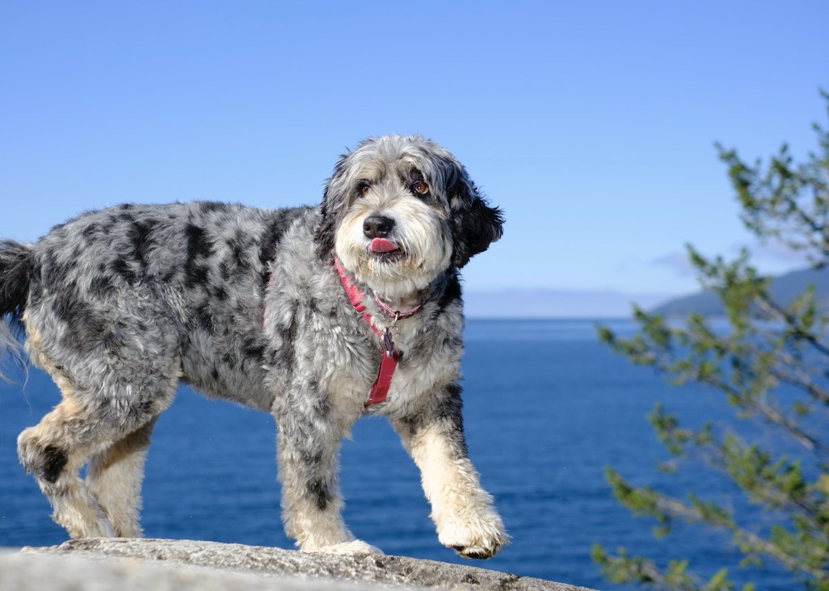 Today is #NationalPetDay. Each year, the port authority supports the SPCA by hosting various initiatives that raise funds for its operations. As an organization of pet lovers, we are thrilled to be able to support this cause. Check out some of our team members’ furry friends ⤵️