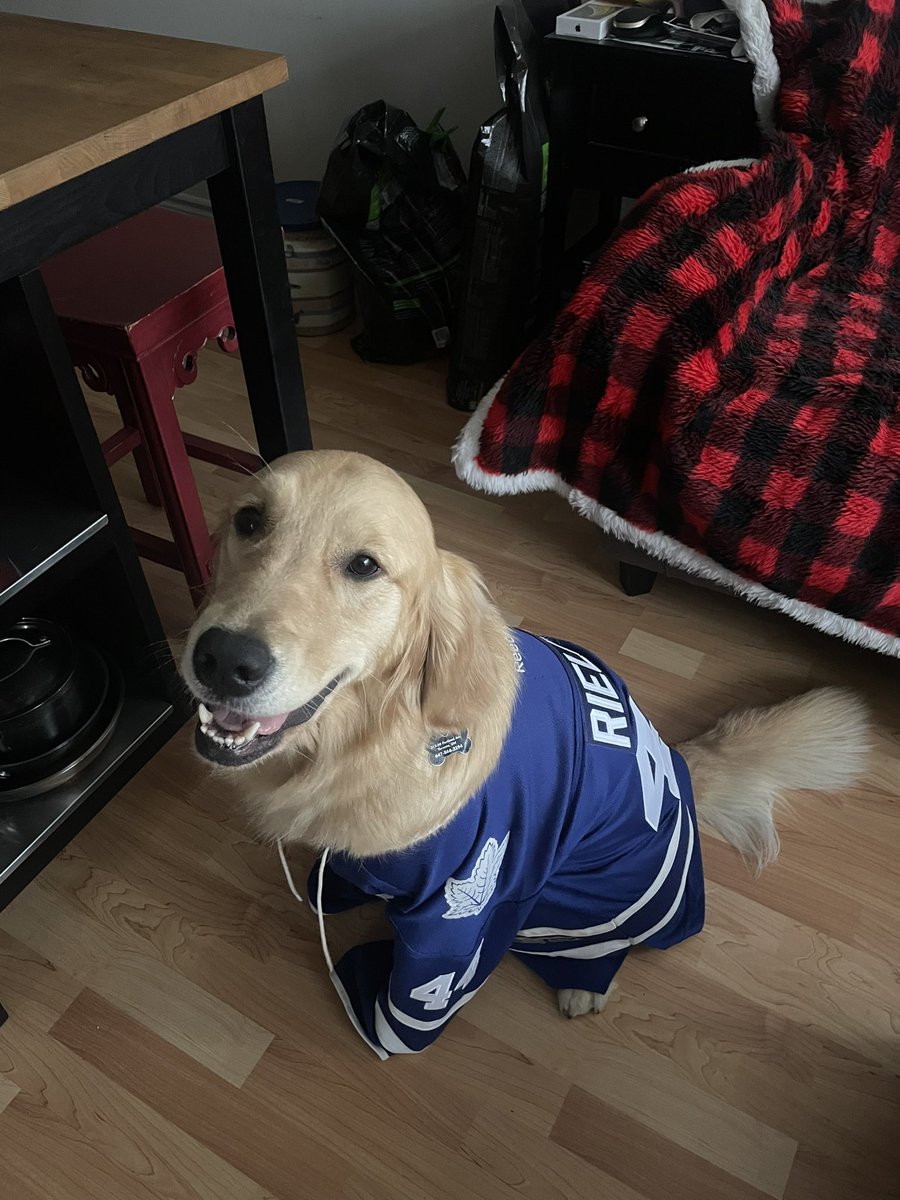 cails42's tweet photo. In honour of #NationalPetDay, my amazing pup Rielly, named after the one and only Morgan Rielly, sporting her Rielly jersey #LeafsForever 🥰 @MapleLeafs https://t.co/eGGoVJEv2R