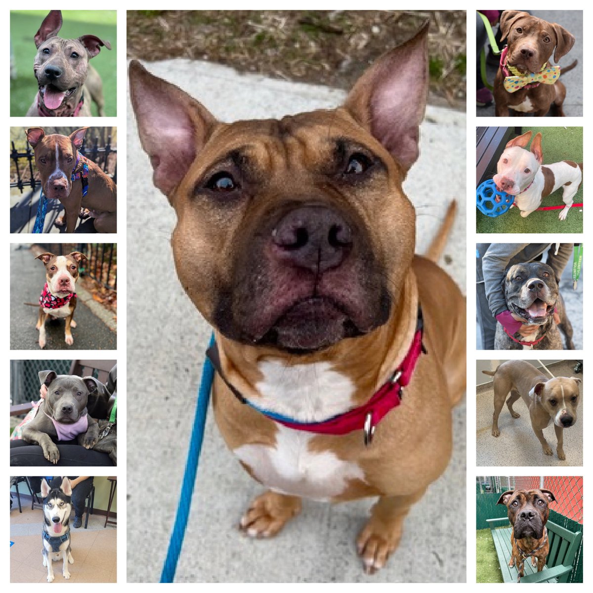 The @NYCACC ghouls have compiled a list of 29 dogs they want to dispose of Saturday. Ten of those are new to the list and Zochitl is back from adoptions. We need your help: please repost/share and pledge if you're able, email keitholbermanndogs@gmail.com for assistance. Posts…