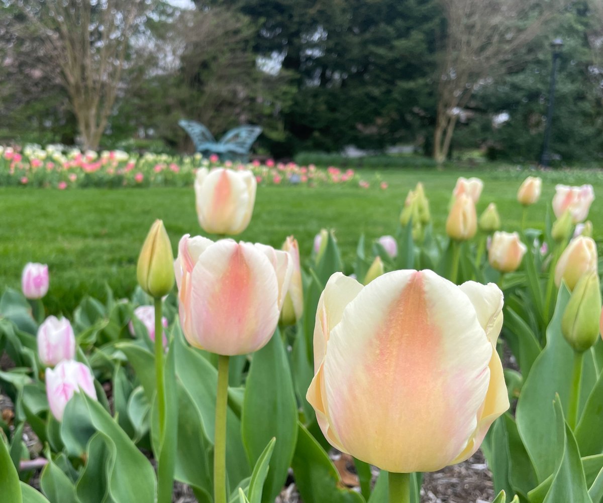 Our tulips are poppin'! See thousands of blooms - from yellow to burgundy and every hue in between. Plan a visit in the next 7 to 10 days to experience this spring spectacular. (photos taken 4/11/24) #HersheyPA #hersheygardens #tulips #tulipseason #tuliptime #time4tulips