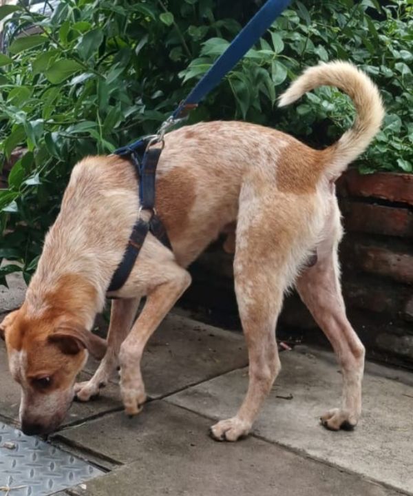 adopsys's tweet photo. Don antonio (tony)

---
Macho
2 años
CABA, Argentina
---
Tony es muy activo, jugueton y amoroso. Se lleva super bien con otros perros, esta vacunado y desparasitado. Tambien sabe hacer sus necesidades en el patio o la calle.
---

#adopcionresponsable #adoptar #adopcion https://t.co/95Pg4zdLeL
