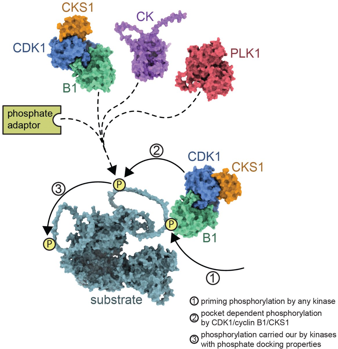 Our latest Preprint📑🚨 This work driven by the Thomas Mayer lab at @UniKonstanz, our group @BolandLab_GE, Florian Stengel @UniKonstanz and Tanja Bange @LMU_Muenchen builds on the discovery that B-type cyclins possess a ➕charged pocket. researchsquare.com/article/rs-412… Please retweet🙏