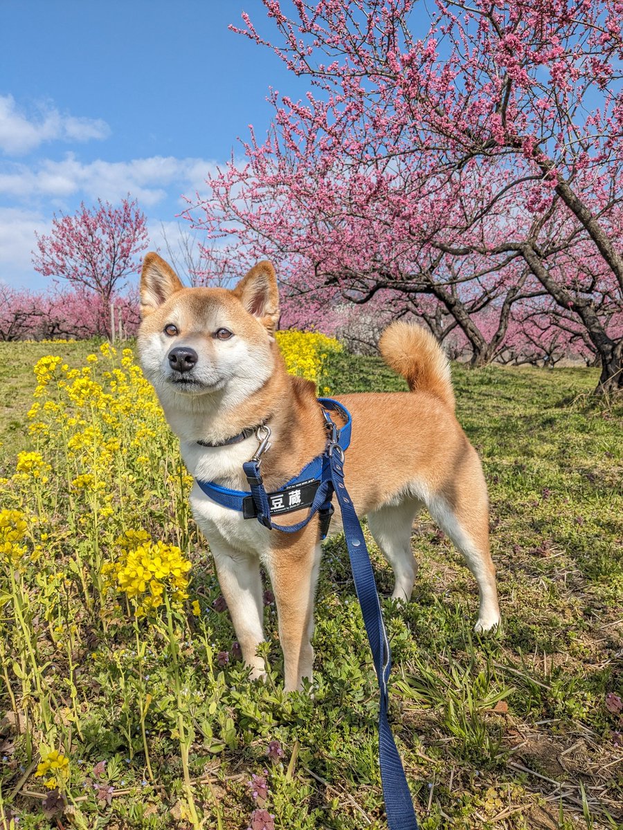 おはまめちゃん。 #柴犬 #柴犬のいる暮らし #柴犬を崇めよ