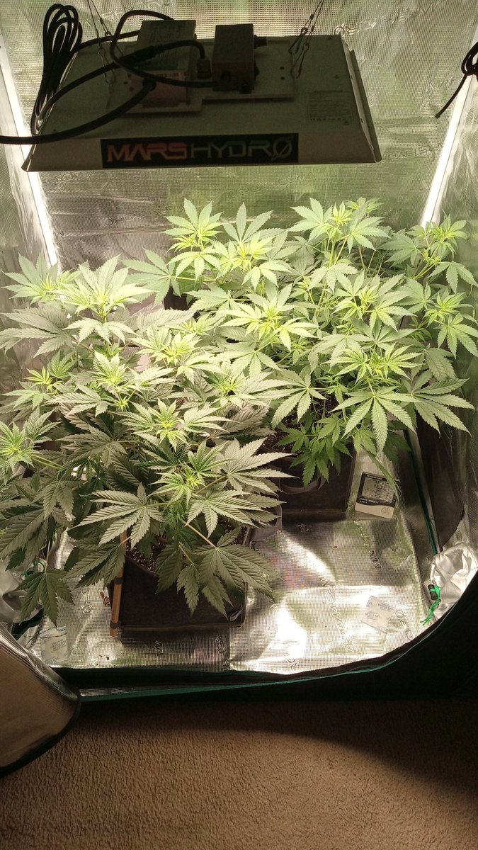 @irvineseedco tent mates in the 3x3 GSC and Zebra 🦓 stripe f3