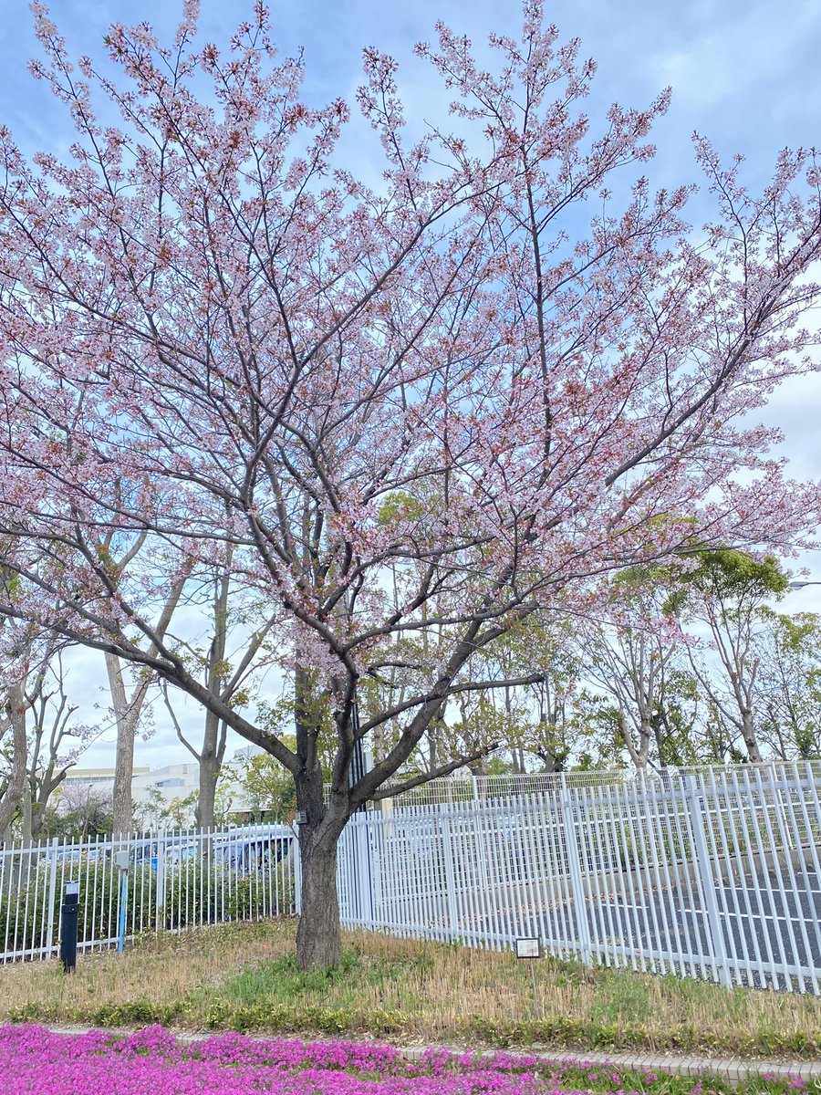 「おはようございます、今朝の桜ひんやりした朝。今日の最高気温は24℃になるそうだけ」|しんりんがく@【と04a】COMITIA144のイラスト