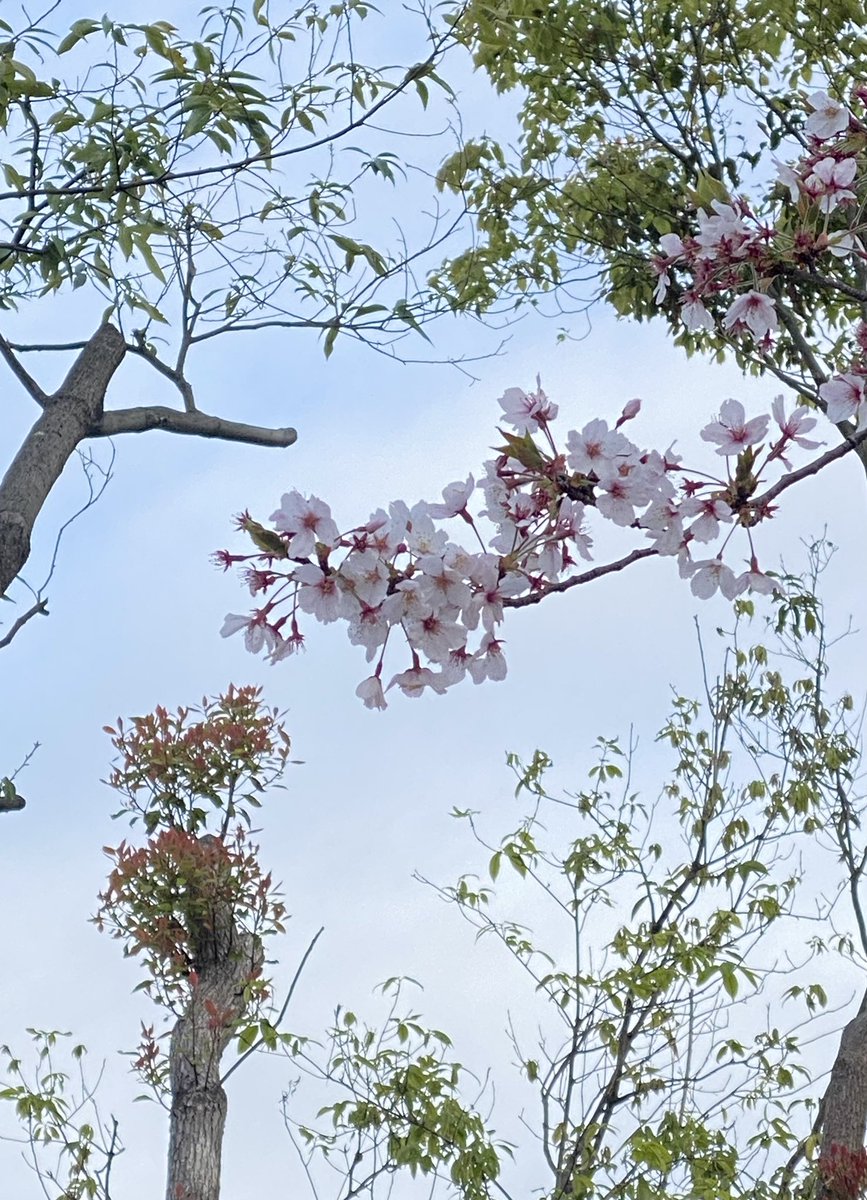 flower outdoors sky day blue sky tree no humans  illustration images