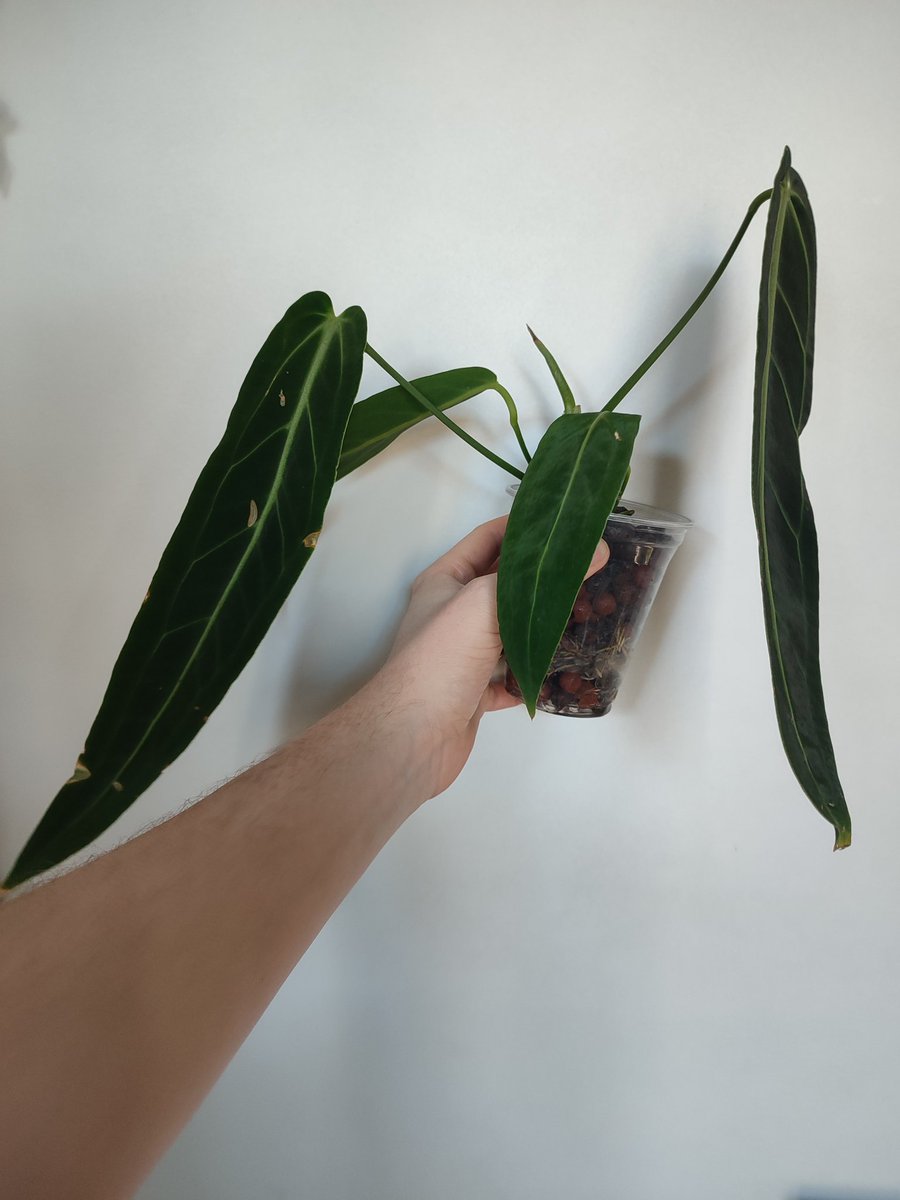 Nieuwste plant 😍 Anthurium warocqueanum