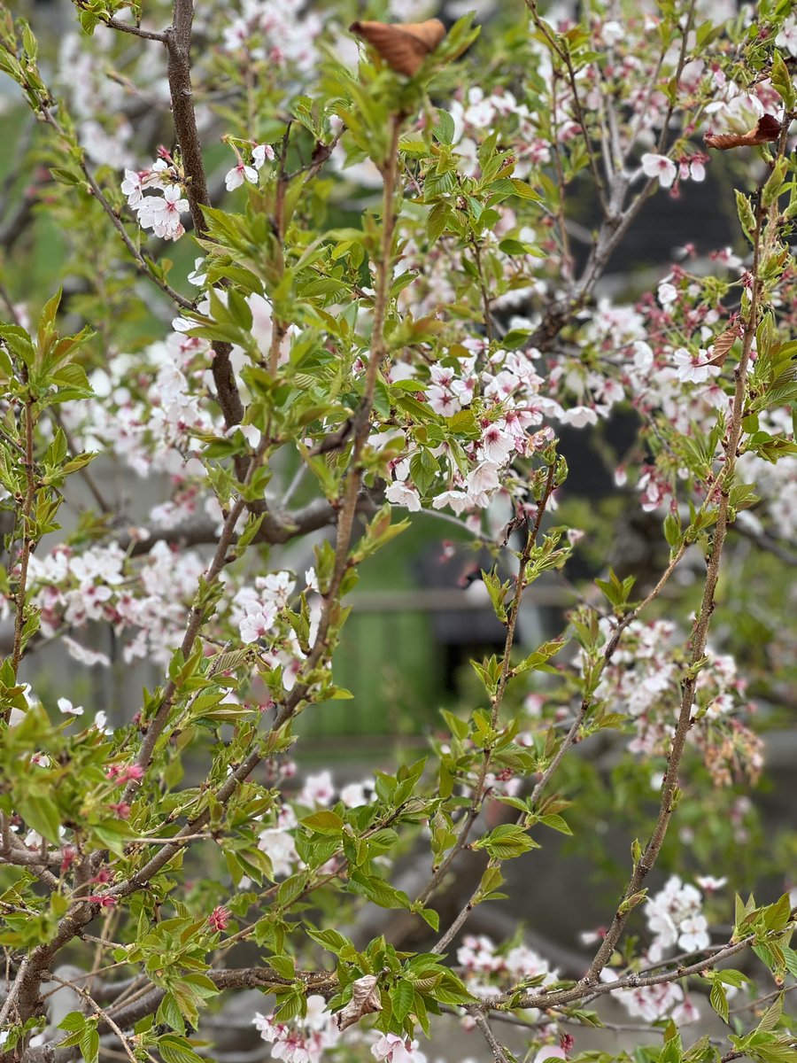 おはようございます❗️
自宅の桜も散り始めていますね🌸

本日11時オープンでご来店お待ちしております🙇‍♂️

#武蔵野うどん湊  #川越　#武蔵野うどん  #時の鐘　#鐘つき通り　#コエドビール　#肉汁うどん　#きのこ汁うどん　#味噌つけ汁うどん　#小江戸川越e旅ギフト