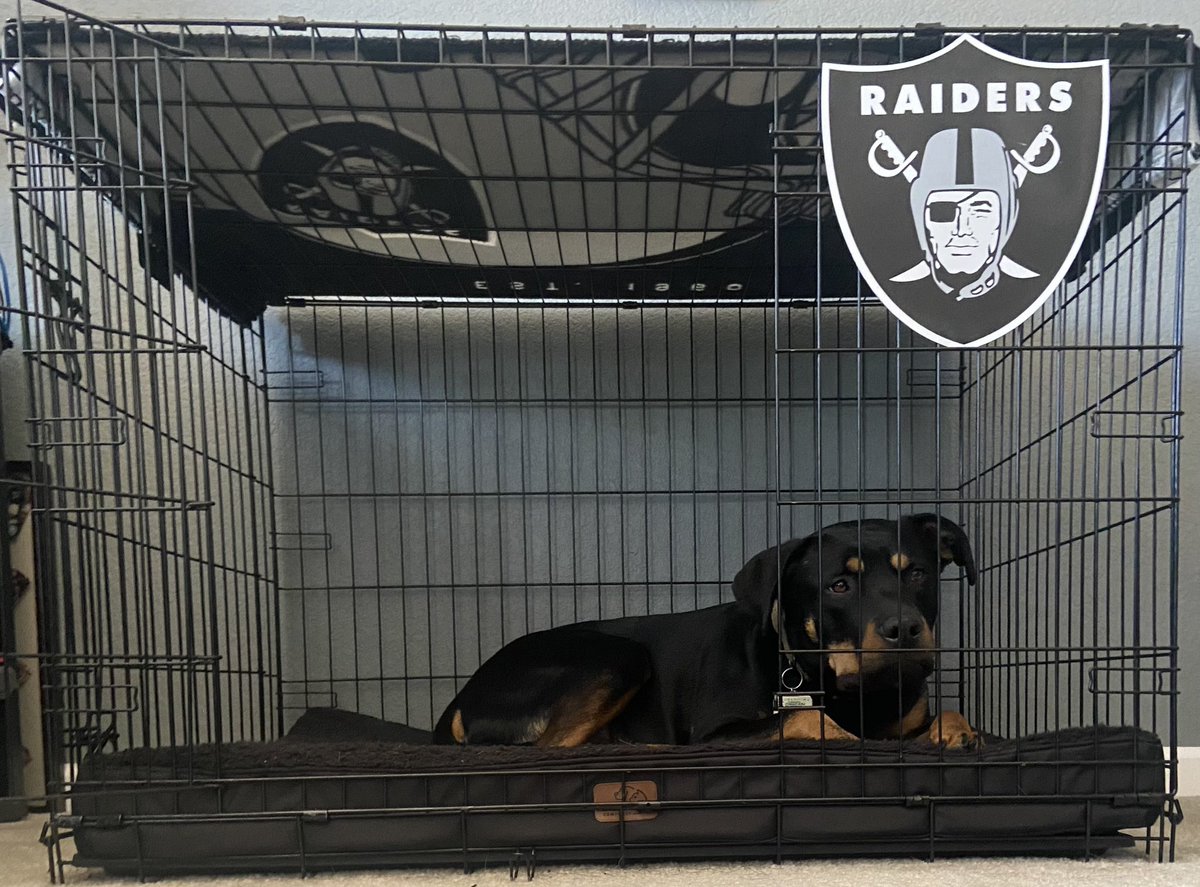 bertom626's tweet photo. Bo is counting down the days to the 2024 draft #RaiderNation #Raiders #NFLDraft2024 https://t.co/R1nLfQDrXE
