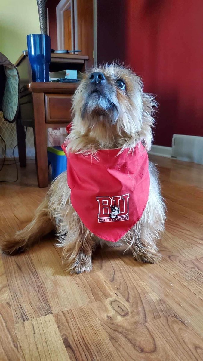 Celebrating #nationalpetday the Terrier way! 🐾❤️ Thank you to everyone who shared a photo of their furry (and feathery 🦆) friends in BU gear.