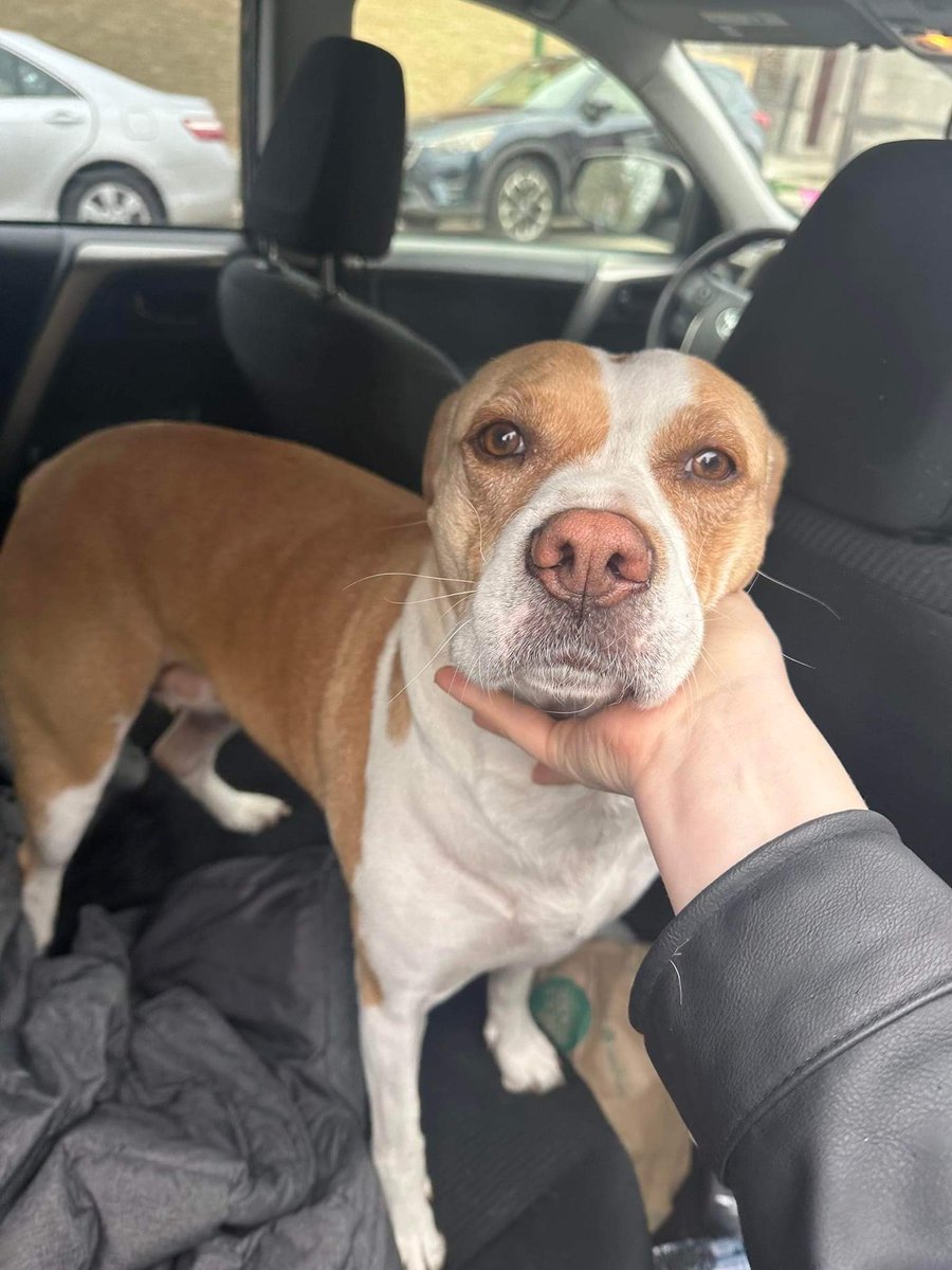 Female found at Raven and Newark; no tags. She will be scanned for a chip. Please have the owner contact the 16th District Chicago Police Department at 312-742-4480. Must have proof of ownership.