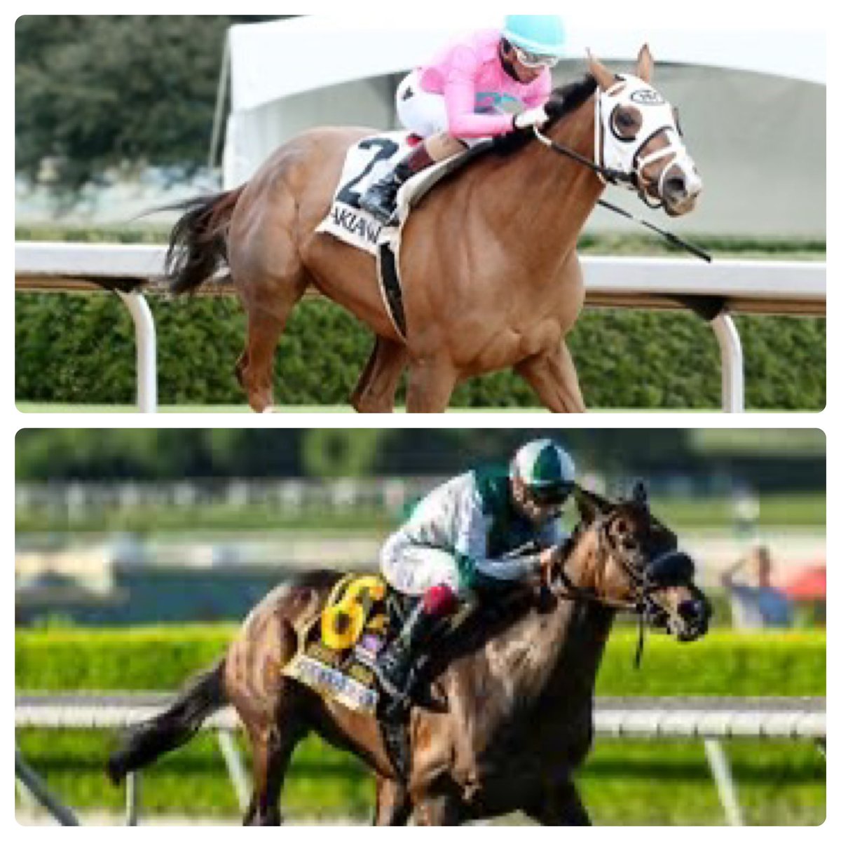 Big weekend coming up. Hopefully the turf holds up @keeneland for DIDIA (bottom) in the Jenny Wiley Stakes @keenelandracing and MISTY VEIL (top) in the Apple Blossom Stakes @OaklawnPark this Saturday. 
@keenelandsales